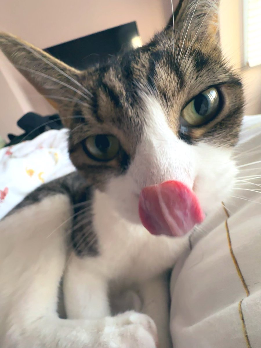 CatMemes's tweet photo. https://t.co/8C0LX6xt6R