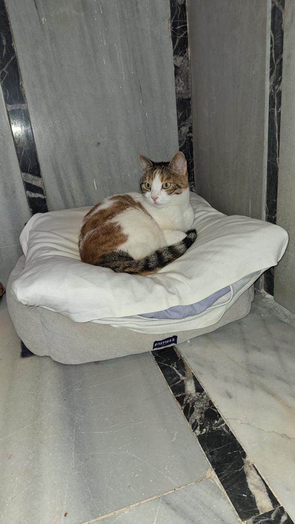 minkominkom's tweet photo. Acil sahiplendirme ilanı - Kadıköy - İstanbul

Bu çocuğun adı Limon. 3 yıl önce Kadıköy'de bir apartmanda doğdu ve o zamandan bu yana orada bakılıyor. Maalesef yakın zamanda apartman için yıkım kararı gelmiş bu yüzden de apartmandakiler dört bir yana dağılacak ve bu çocuk da sokağa düşecek. 3 yaşında, kısır, dişi bir calico. Güzel bir yuva çıkarsa yakın illere de nakli sağlanabilir. Yuva olmak isterseniz Aslı Hanım'a yazabilirsiniz Instagram üzerinden:
https://t.co/FwRq3oQilB