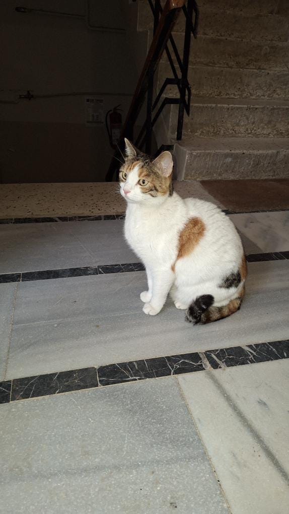 minkominkom's tweet photo. Acil sahiplendirme ilanı - Kadıköy - İstanbul

Bu çocuğun adı Limon. 3 yıl önce Kadıköy'de bir apartmanda doğdu ve o zamandan bu yana orada bakılıyor. Maalesef yakın zamanda apartman için yıkım kararı gelmiş bu yüzden de apartmandakiler dört bir yana dağılacak ve bu çocuk da sokağa düşecek. 3 yaşında, kısır, dişi bir calico. Güzel bir yuva çıkarsa yakın illere de nakli sağlanabilir. Yuva olmak isterseniz Aslı Hanım'a yazabilirsiniz Instagram üzerinden:
https://t.co/FwRq3oQilB