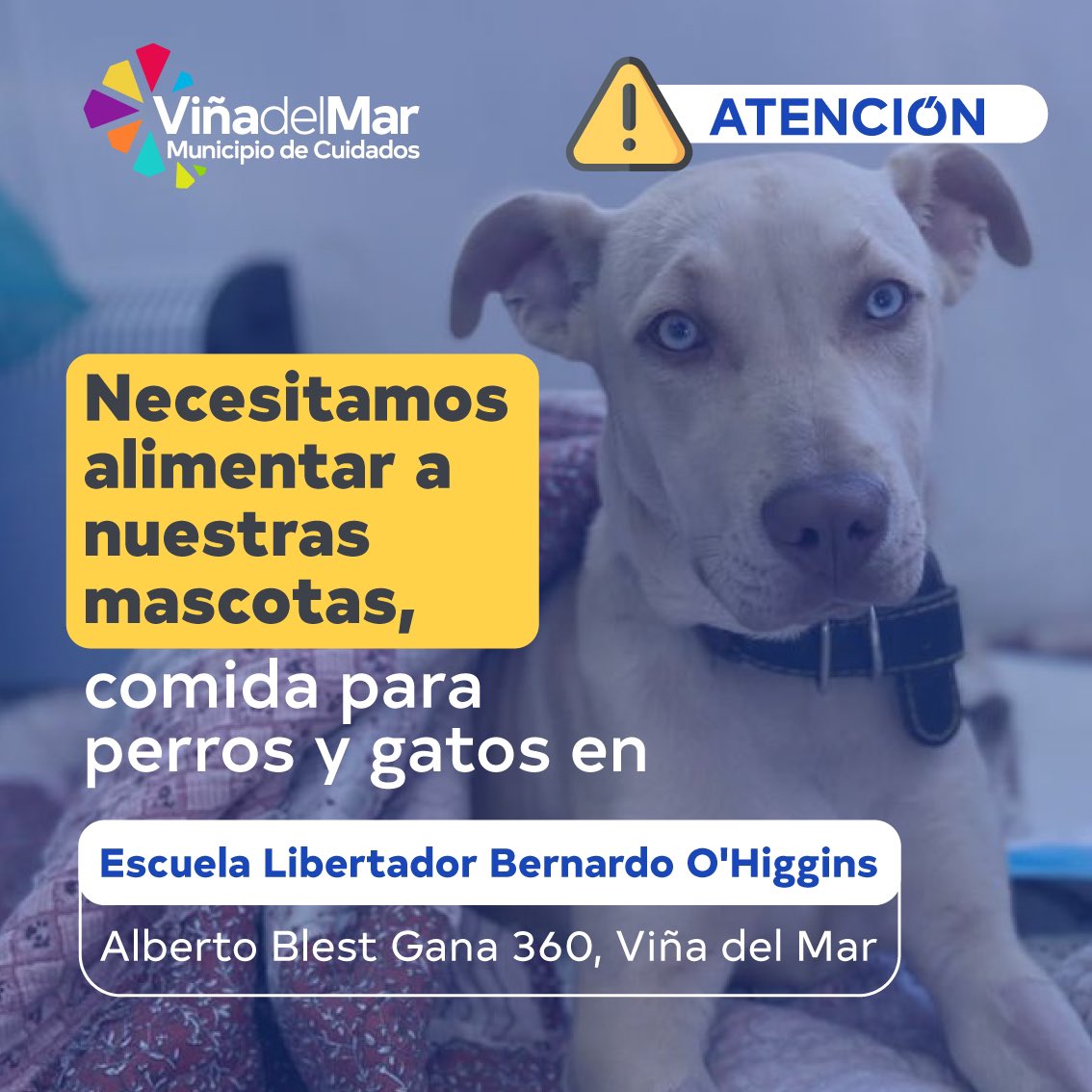 ⚠️IMPORTANTE 🐕🐈‍⬛