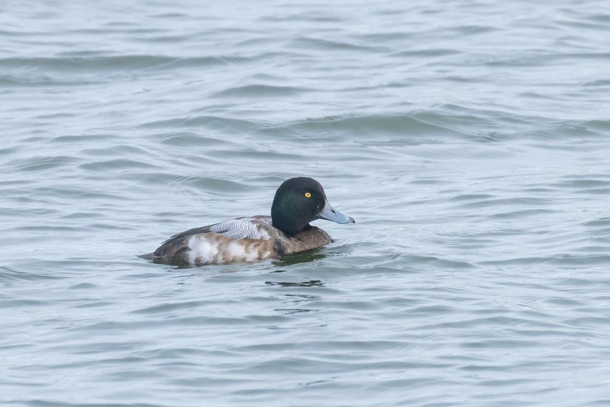 1st winter drake Scaup at #rspbsnettisham @RSPBTitchwell