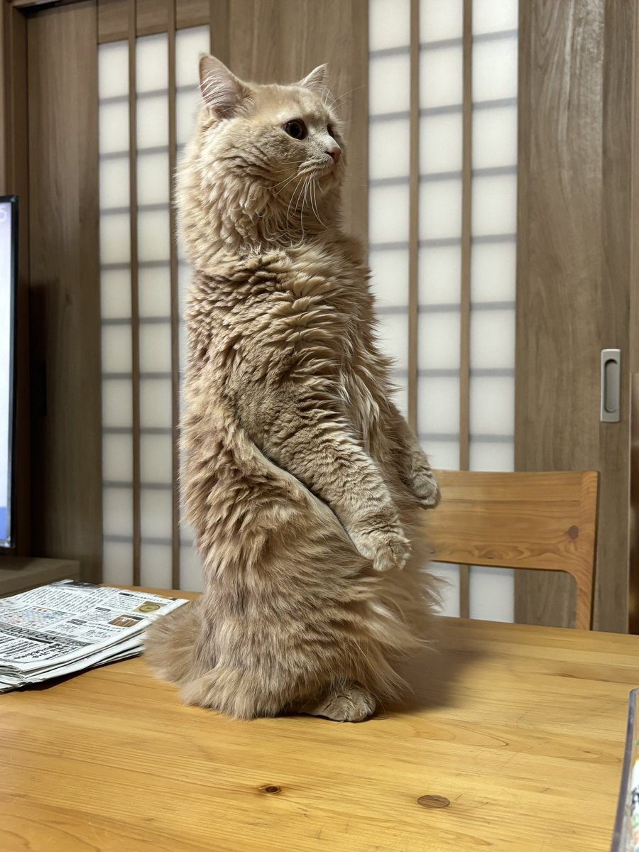 b_blue_21's tweet photo. 仁王立ち https://t.co/NlLPQ3FDVB