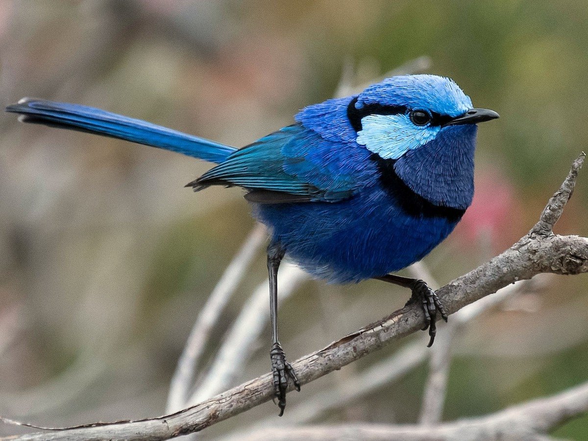 AriBotero's tweet photo. Macho: plumaje en la parte superior de la cabeza y las cubiertas auriculares azul brillante iridiscente, garganta violeta, azul más intenso en las alas, pecho y cola, con la lista ocular y la banda alrededor del cuello y pecho negras, como el pico.
Hembra: plumaje canela
#Maluro https://t.co/VwfnSMhiQc