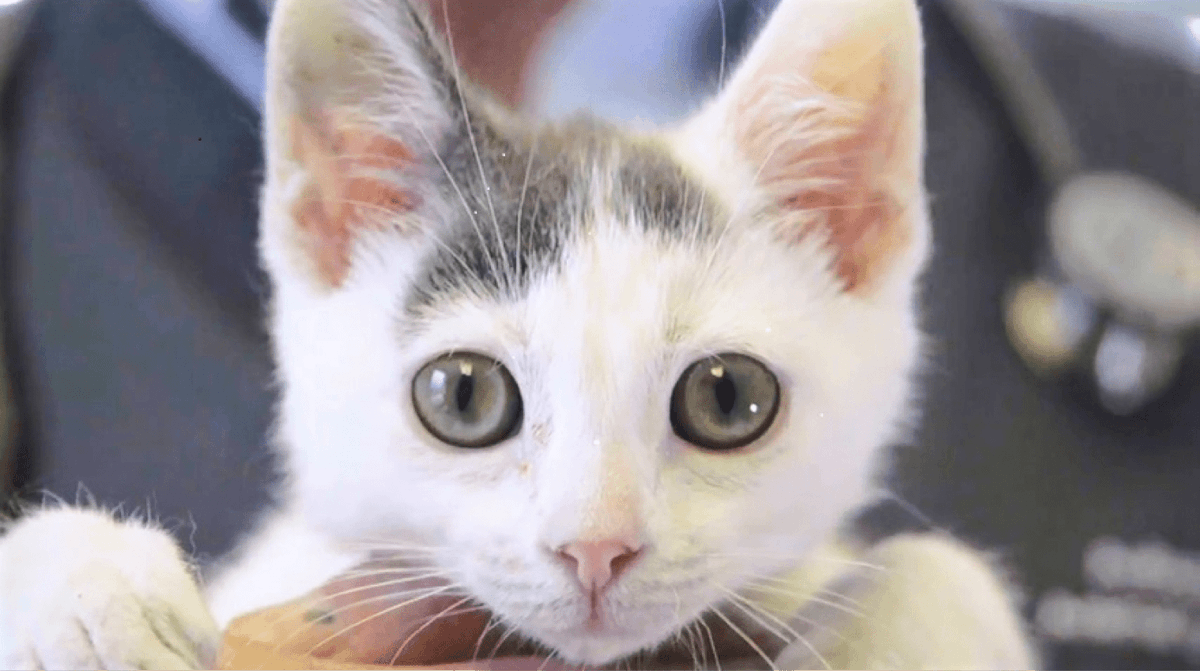 DashKitten's tweet photo. FIX BY FIVE MONTH Spaying/neutering generally results in reduced roaming, aggression and territorial marking, howling and heat-related behaviors in females. Over 80% of cats relinquished to shelter or abandoned are unspayed or unneutered!!! https://t.co/UnKPKl9rOd #FixByFive https://t.co/QeiRZNPUGk