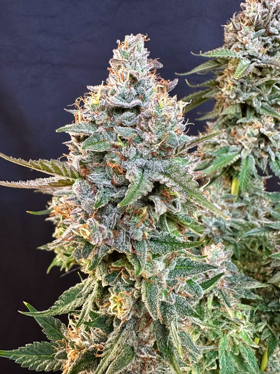 Siam Seeds tweet media