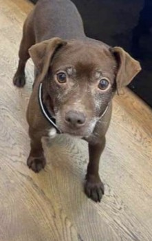 AdoptionsUk's tweet image. Please retweet to HELP FIND KEITH LOST #BEDMINSTER #BRISTOL #BS3 #UK 13 January. He's still wearing a harness. He could have been picked up and could be in a different region now, please share widely to help him get home 👀✅
DETAILS👇
doglost.co.uk/dog-blog.php?d………
@MissingPetsGB