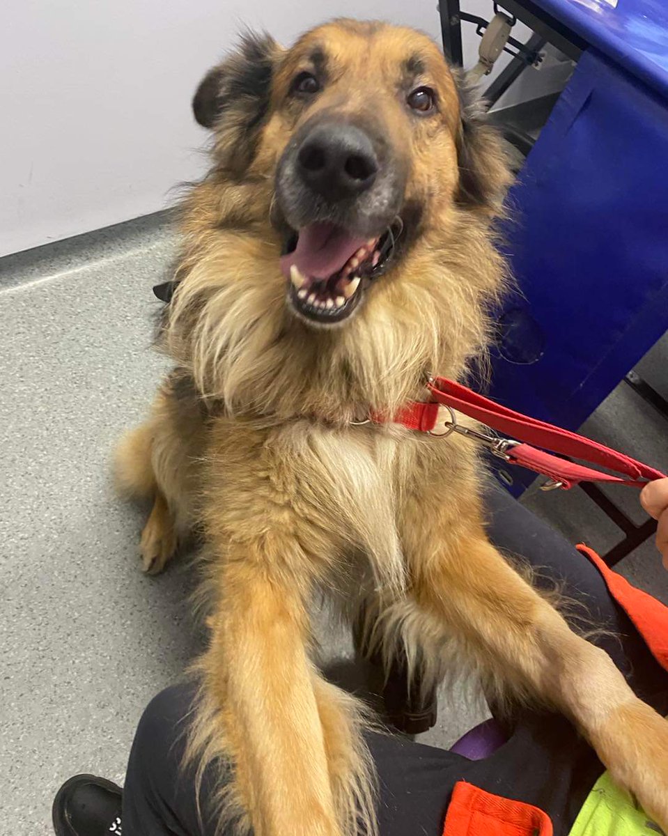 Misio szuka domu. 🐶🦮

Całe życie spędził na łańcuchu. 
Teraz w domu tymczasowym szuka wspaniałego domu na stałe. 

Kontakt i więcej informacji u opiekunki Miśka 
691 605 351 

‼️‼️Nie możesz adoptować UDOSTĘPNIJ ‼️