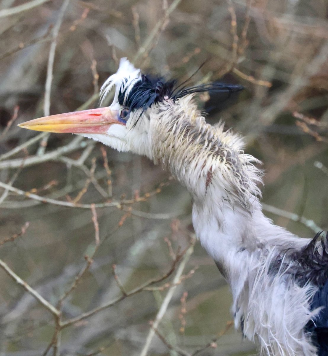 Grey Heron looks like it had a rough night #heron #greyheron #birding #birdlovers #BirdsOfTwitter #birdoftheday #birdphotography #birdwatching #BirdsSeenIn2024 #birdwatchers #jessopsmoment #photooftheday #PhotoOfTheWeek #TwitterNatureCommunity #wildlifephotography