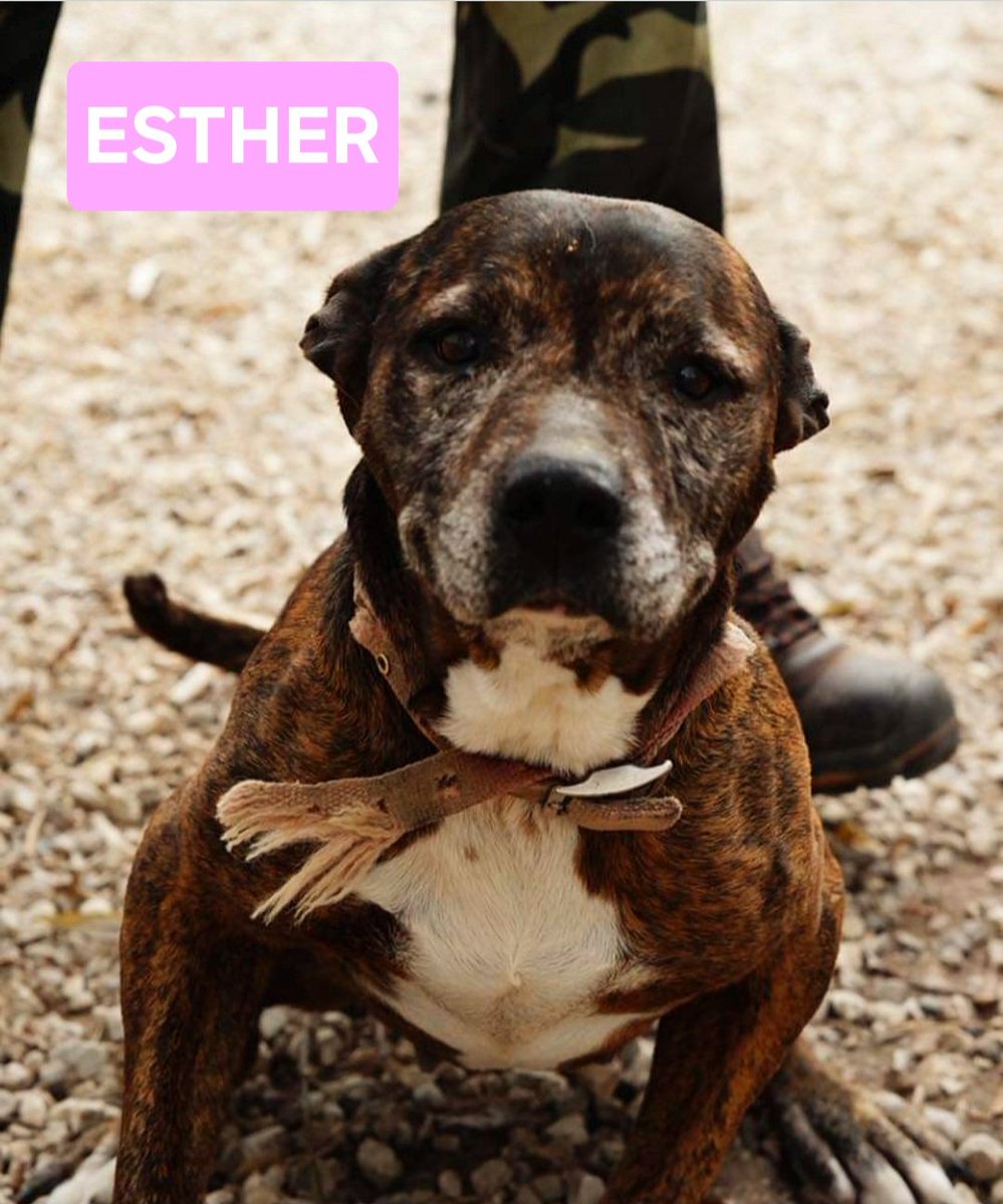 Esther ha 18 anni passati tutti legata ad una catena. I volontari sono riusciti a portarla via da una vita di isolamento e maltrattamento. Vogliamo trovare una casa per gli ultimi anni della sua vita? Leishmania curata,artrosi. Prov. Salerno ma raggiunge tutta Italia
☎️3314370788