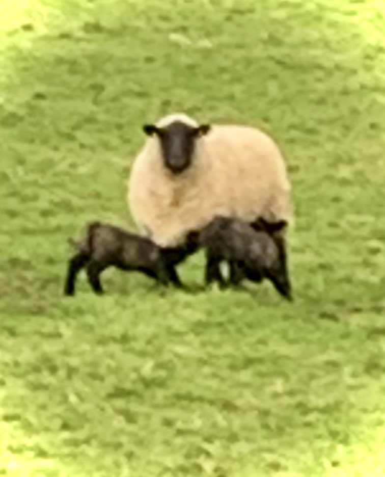 gargodarrag's tweet photo. First of the spring lambs. https://t.co/xhzkNphall