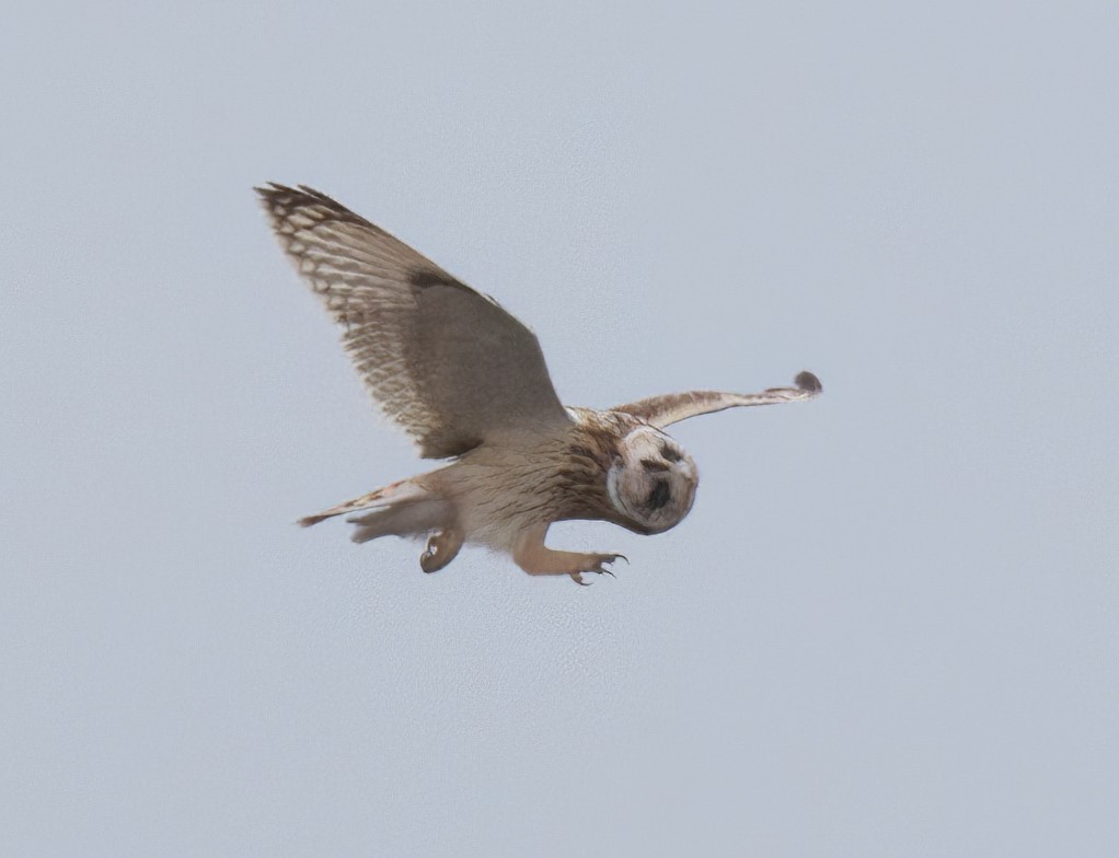 Short-Eared Owl putting on a good show at Aberlady earlier today @birdinglothian