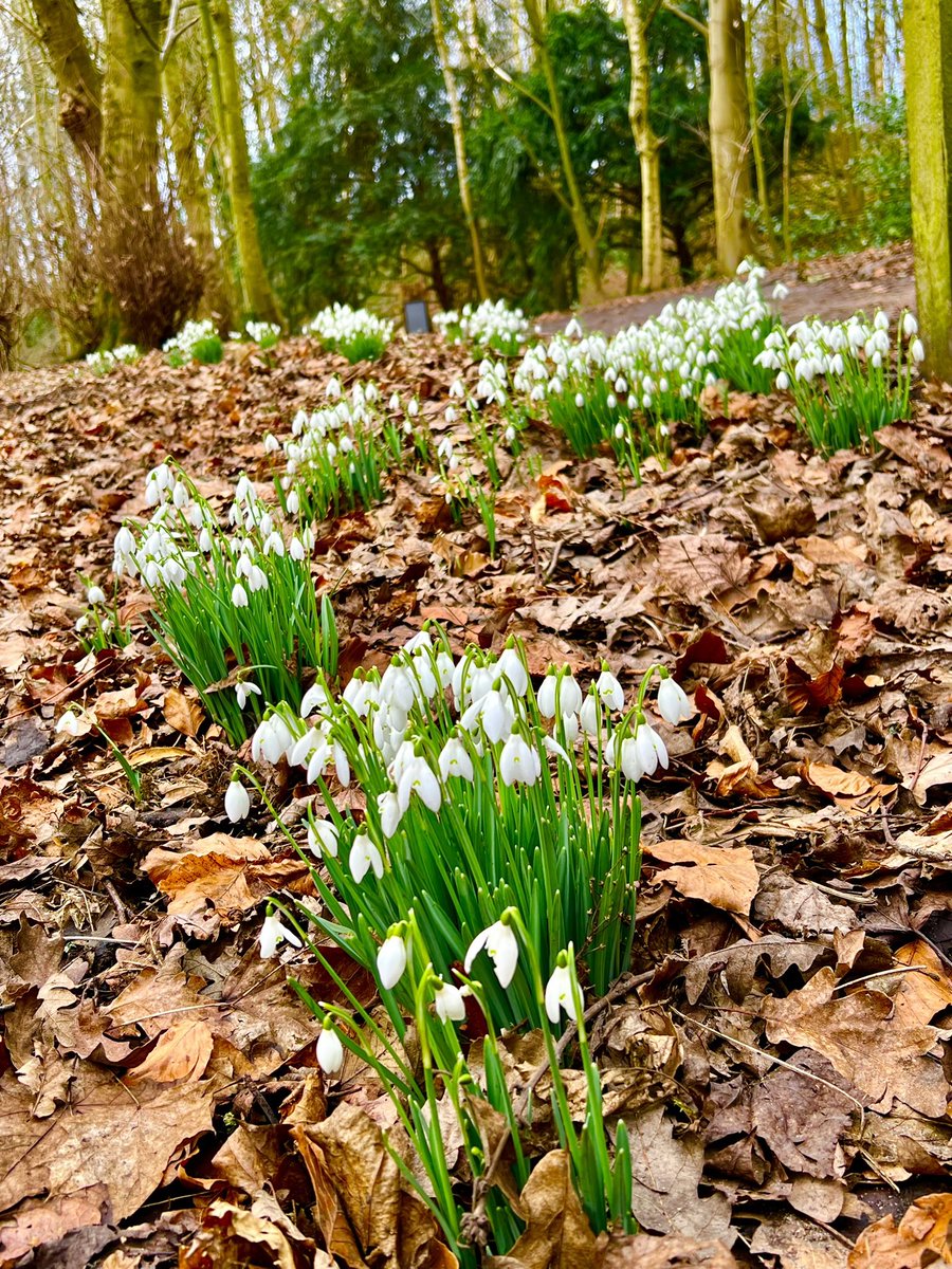 Snowdrops at Speke Hall. #snowdrops #SpekeHall #nationaltrust #winter #spring #naturephotography