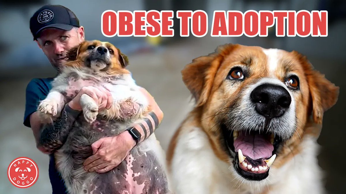 NiallHarbison's tweet photo. Cindy Is Up For Adoption

It’s always nice to finish things on a high in these updates and it doesn’t get much better than sharing the news that the irrepressible and sensational Cindy Crawford has lost over 10kg (22Lbs) and along with 4 other dogs she is up for adoption. We made a video of he stunning journey here which shows her back running again.

Cindy Adoption Video
https://t.co/qmNyGxKHR8

You can apply here for her https://t.co/UqUijCnrEw