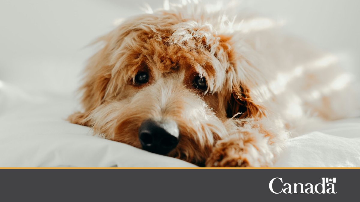 Even your companions need to #GetPrepared. That means including their needs in your emergency plans and emergency kits! Learn more: getprepared.gc.ca/cnt/plns/ptsnd…