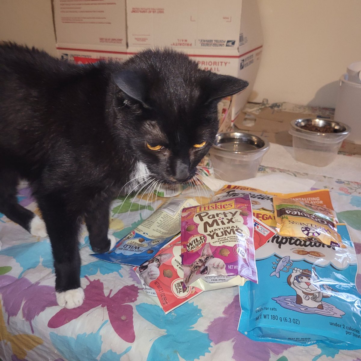 CatCheezeburger's tweet photo. Catching up! Photos for January 30- February 4! Luv all My Palz! (Pt 1) Luv, Cheezeburger โฅ๏ธ๐๐โโฌโฅ๏ธ #cheezeburger #cat #cats #catsoftwitter #catoftheday #tuxedocat #tuxedocatsoftwitter #CheezeburgerTheCat https://t.co/0rX4u8H5Xt