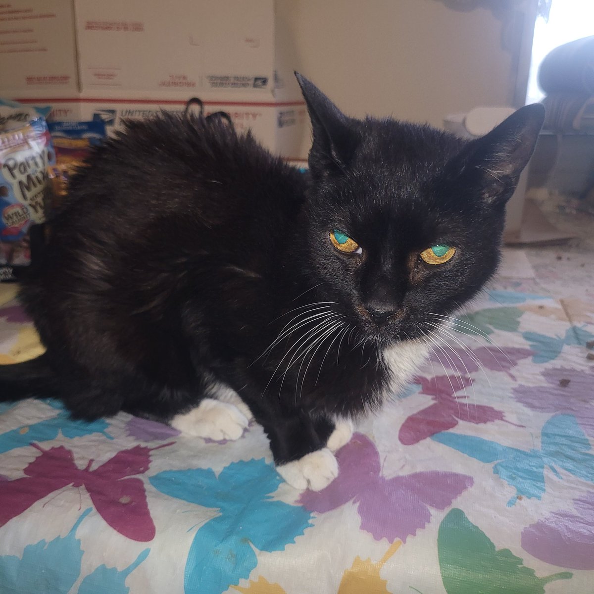 CatCheezeburger's tweet photo. Catching up! Photos for January 30- February 4! Luv all My Palz! (Pt 1) Luv, Cheezeburger โฅ๏ธ๐๐โโฌโฅ๏ธ #cheezeburger #cat #cats #catsoftwitter #catoftheday #tuxedocat #tuxedocatsoftwitter #CheezeburgerTheCat https://t.co/0rX4u8H5Xt
