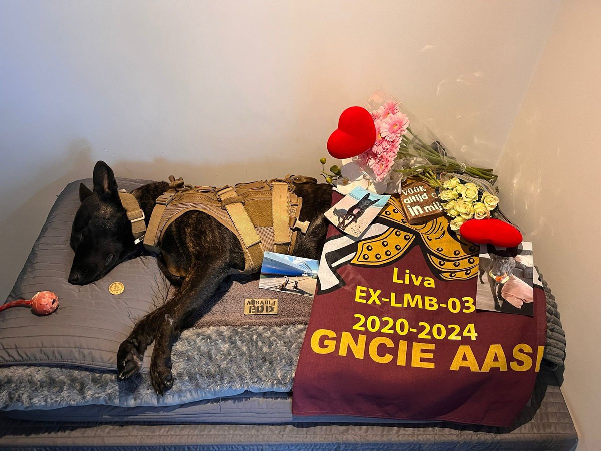 Afgelopen vrijdag is Liva, een van de Explosive Detection Dogs (EDD) van onze genisten overleden. Vanwege medische complicaties was er geen andere optie dan haar te laten inslapen. 

Op zaterdag heeft in besloten kring met collega’s de crematie plaatsgevonden.