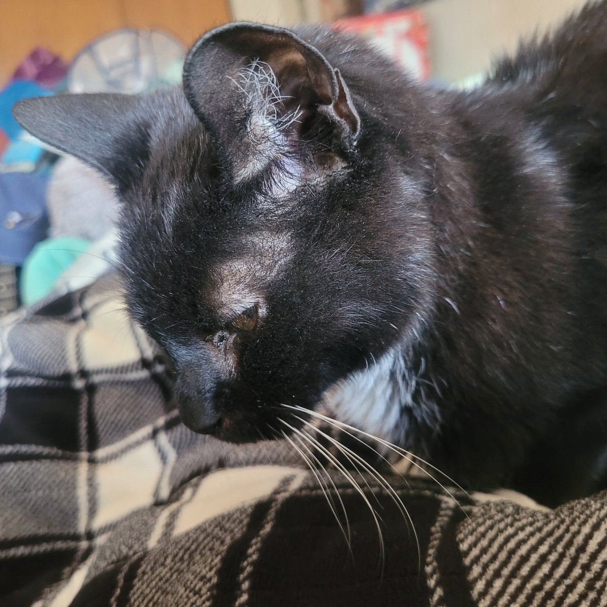 CatCheezeburger's tweet photo. Catching up! Photos for January 30- February 4! Luv all My Palz! (Pt 2) Luv, Cheezeburger โฅ๏ธ๐๐โโฌโฅ๏ธ #cheezeburger #cat #cats #catsoftwitter #catoftheday #tuxedocat #tuxedocatsoftwitter #CheezeburgerTheCat https://t.co/PtokeDiAdu