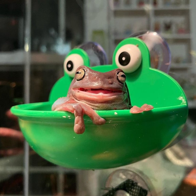 frogofthe's tweet image. 📅  8th February 2024
🏷️  Instagram/frogsbeware
💕 #animaloftheday