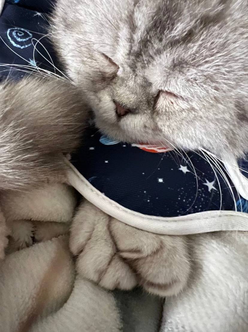 JohnsonLucygo's tweet image. Isn&apos;t it true that cats sleep in pieces? Why is Will able to sleep through the day.