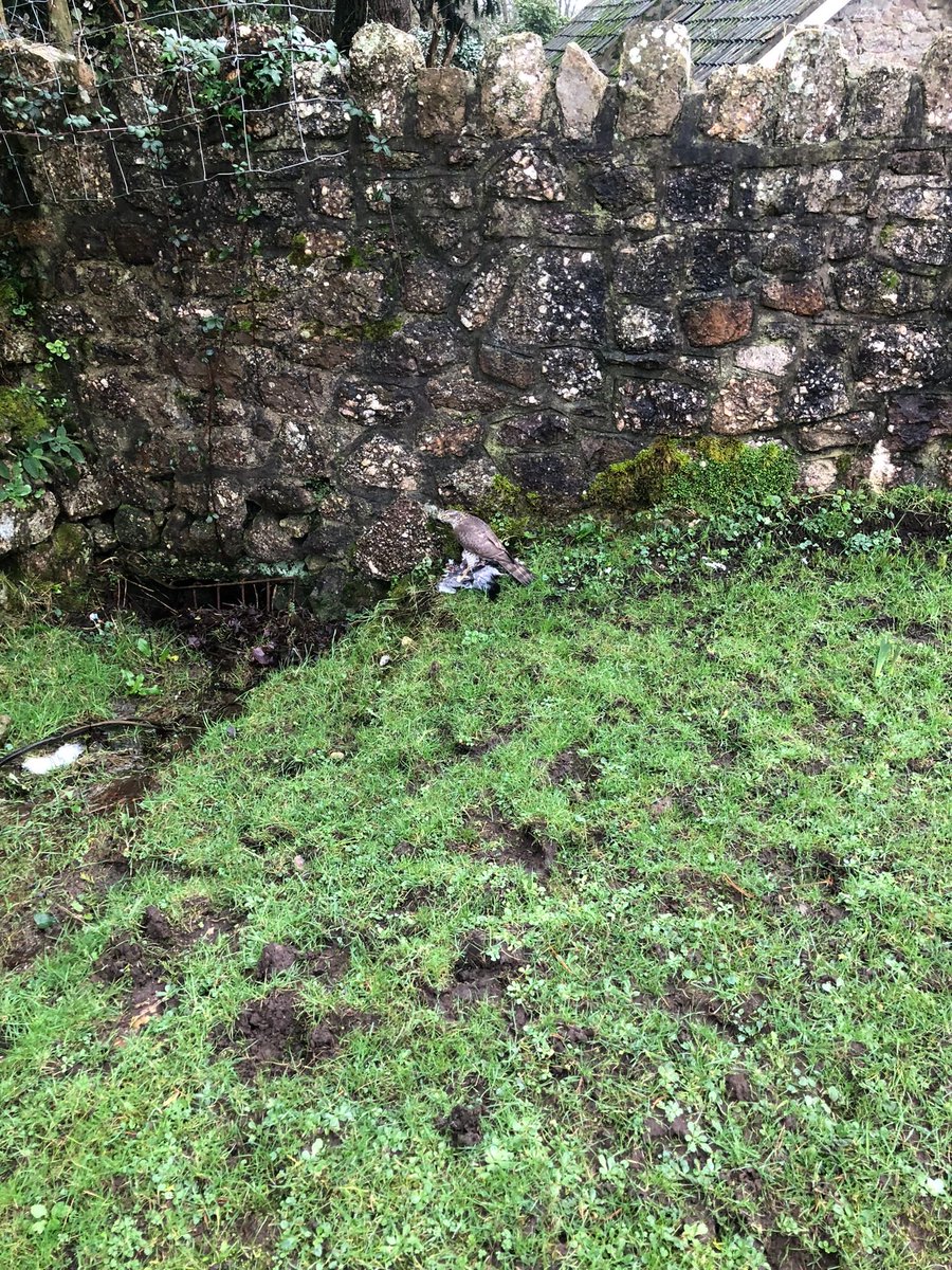 Nature can be cruel. A female sparrowhawk eating a pigeon she has just caught