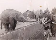 JozefKasprowicz's tweet photo. Post scriptum.

Mjr Ostwind osierocił córeczkę, Bożenę (na zdjęciu razem w warszawskim zoo).

Prawie 70 lat nie znała prawdy o ojcu. I myślała, że Ostwind to szwedzkie nazwisko. Mama bała się jej mówić.

W 2011 usłyszała prawdę z ust historyka badającego losy jej ojca.

15/ https://t.co/Pet3M3CNx3