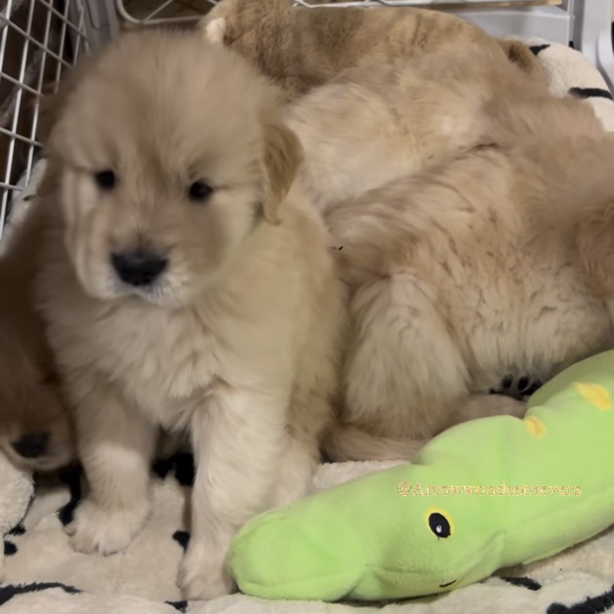 เคียด ไม่อยากนอน ไม่อยากตุ่นมาเจอวันจันทร์ ･᷄-･᷅