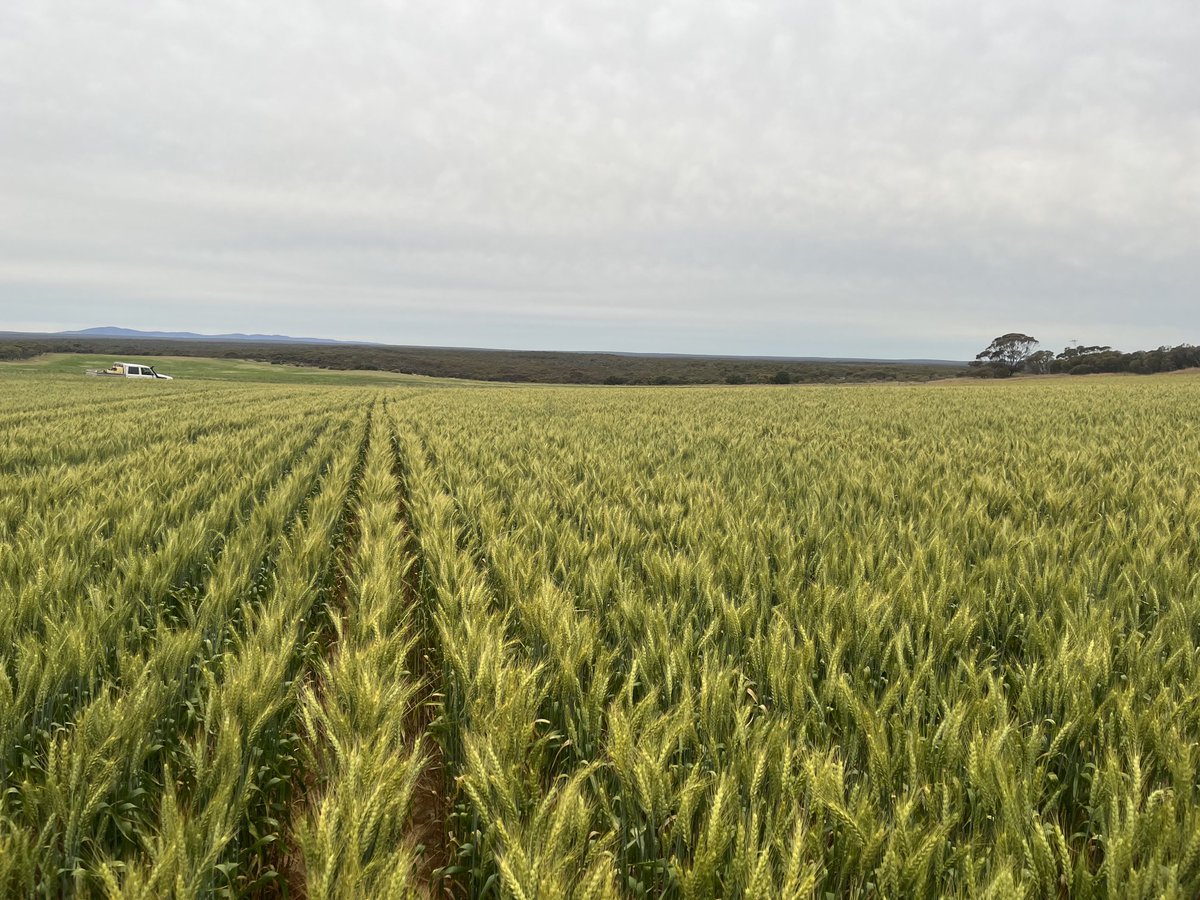 lubin_stringer's tweet image. Random phone photo popped up from Oct 22 got me thinking - was a ‘once in a generation crop’ here

I’d bloody love to see that again

Is 2024 too soon? Last year was worst rainfall for decades until 70mm rain in dec, we’ve got 40-80mm stored 💧now. 🤞 for another 250 before Octob