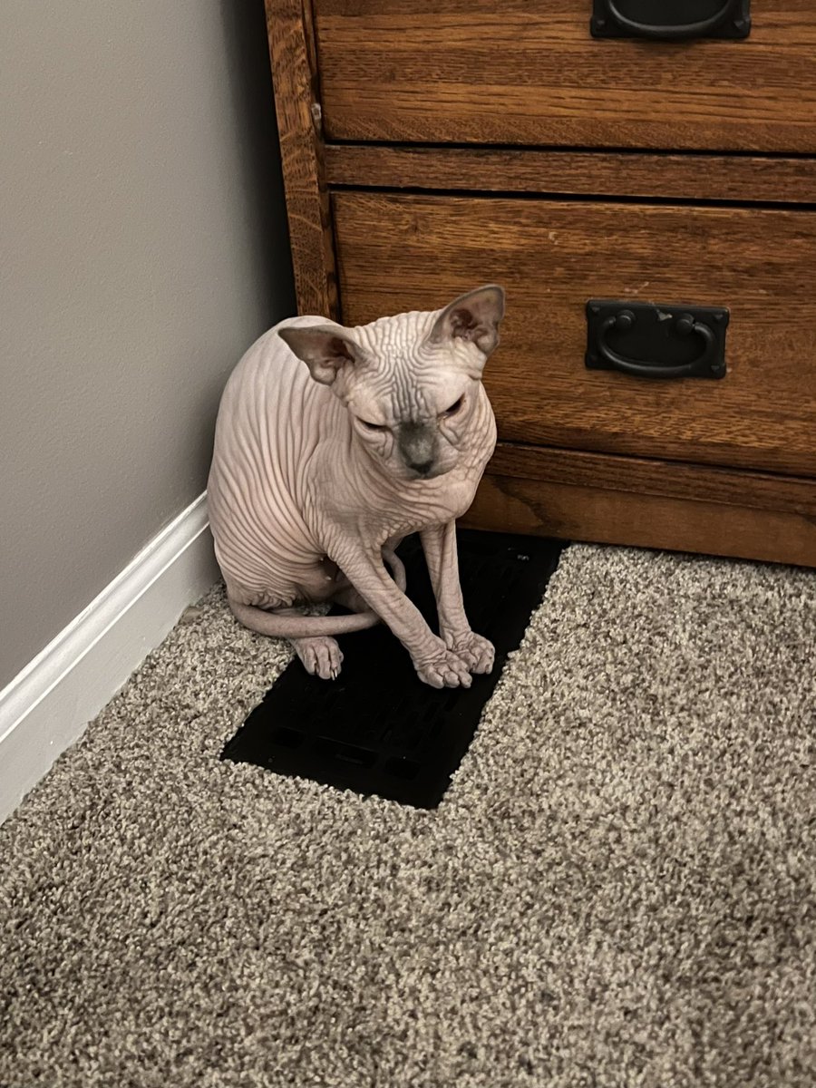 Heat is back on, and the goblin has runs to her spot on the grate(s) as soon as hears the furnace start.