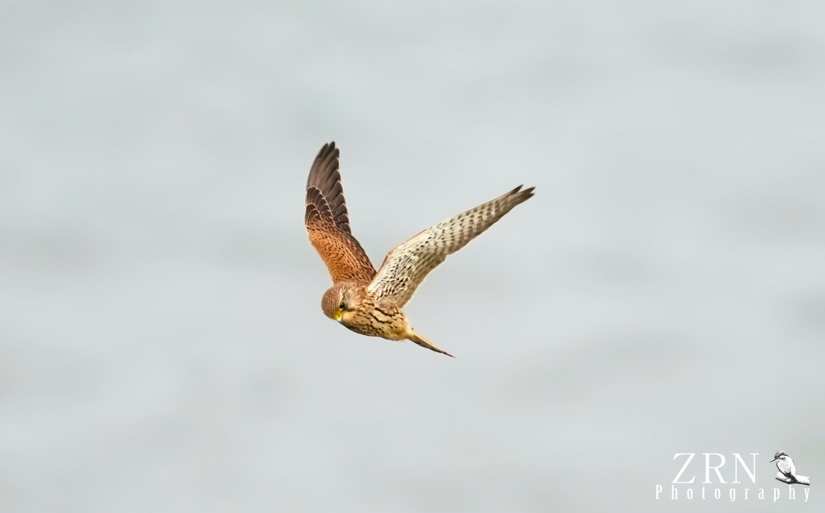 Always lovely to be here, beautiful sea air & wildlife... enjoyed the peaceful afternoon in this paradise #shortearedowl #owls #SEO @Bempton_Cliffs @Natures_Voice @RSPBEngland #birdofprey #wildlifephotography #wildlife #naturelovers @WildlifeMag #kestrel