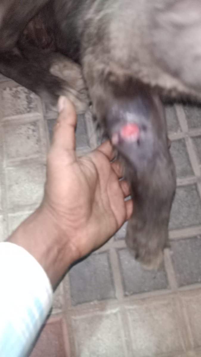 There is a hit-and-run case at Malkajgiri. Can someone suggest any vet nearby, especially a government vet hospital? As per the local, two legs of the dog have been either broken or severely damaged. <a href="/cvo_ghmc/">CVO,GHMC</a>