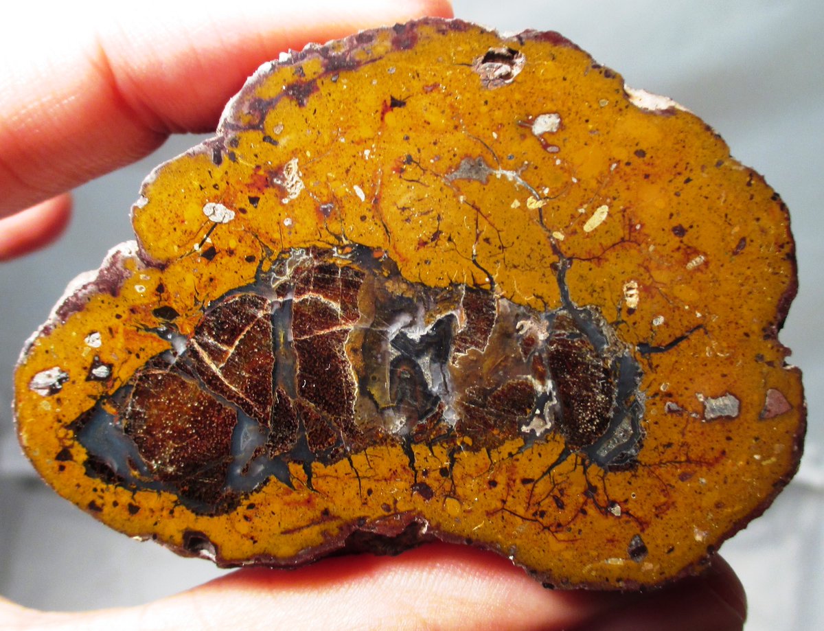 Awhile ago a friend found a very solid dinosaur coprolite (on private leased land, Judith River fm) that I got and had sliced and polished. What's really cool is there are chunks of broken dinosaur bone in the middle of the coprolite.