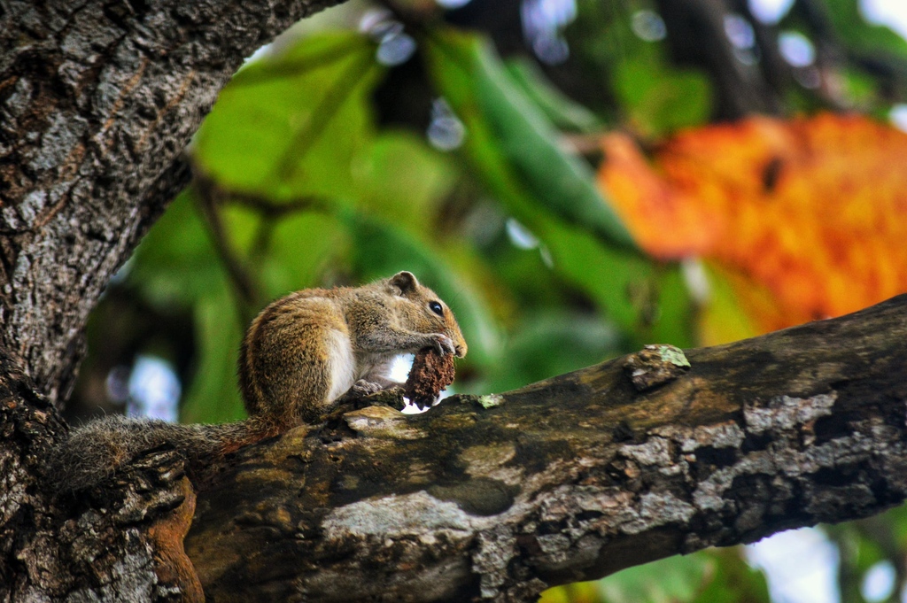 'The creation of a thousand forests is in one acorn.' - Ralph Waldo Emerson 🐿️ 🌳

#QOTD #inspirationalquotes #naturequotes