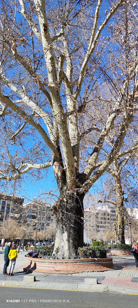 Sin temor a equivocarme quizás sea el árbol de mayor porte de Granada y está en el campillo