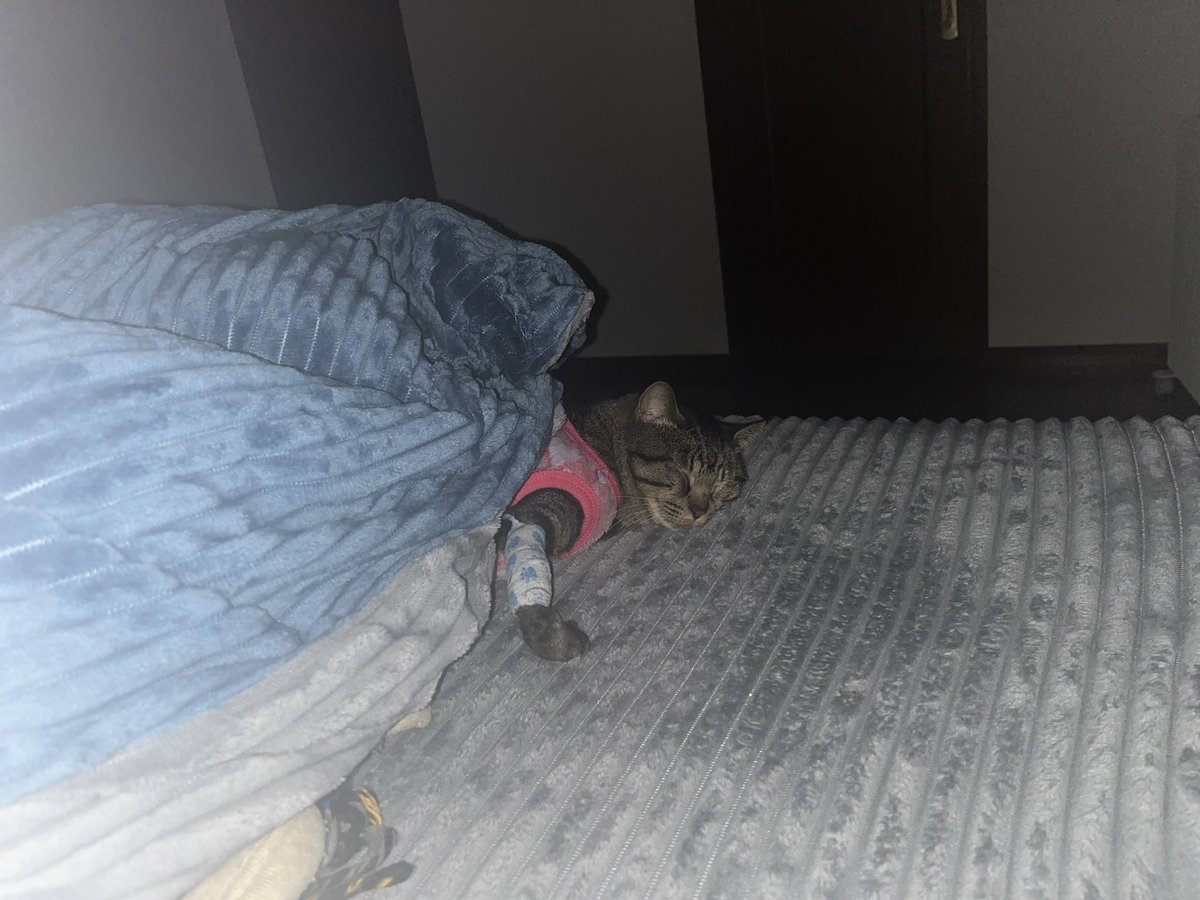 WKM_HAM's tweet photo. 飼い主より先にベッドに行ってぬくぬくしてやがる🐱 https://t.co/botrheoSQS