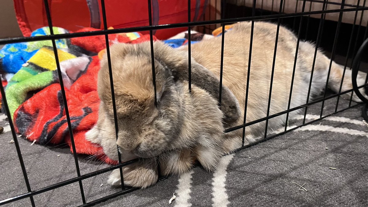 // hello im still alive just had a busy two days for no reason. but today im forcing myself to write so i’ll be online in between writing sprints 

also look at my bunny