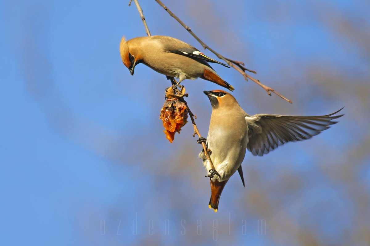 İpekkuyruk / Bohemian Waxwing Rize Türkiye nadiratı, 2011 Asarcık-Samsun' dan sonra şimdi de Rize. Yol gösteren sevgili @birol_hatinoglu na, yol yarenliği yapan @mustafaakca051 ya ve bizi Rize de yalnız bırakmayan meskektaşım Mustafa Köse teşekkürler.