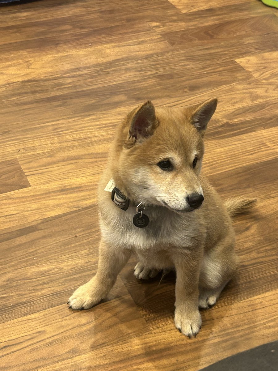 PaĐrinu’s 🐕 TCG tweet media