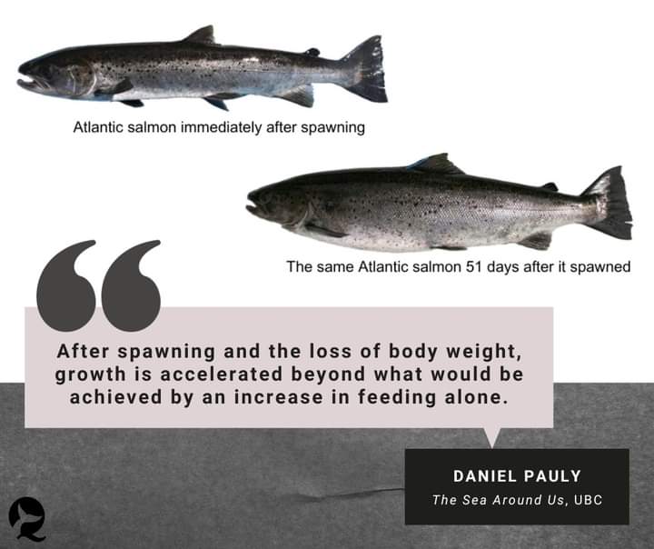 Once fish like cod and Atlantic herring have laid eggs for the first time, they don't stop growing, eye-opening new research led by Dr. Daniel Pauly reveals. Instead, they become like their younger selves again and – much like teenagers – eat a lot and grow [in weight] quickly.