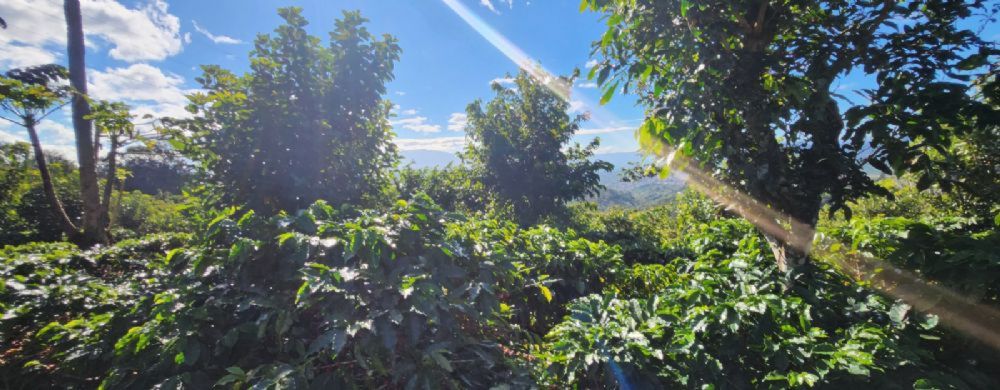 BusquemosCasa's tweet photo. Finca en venta
    País: Costa Rica
    Precio: $299,929
    Información de contacto aquí:
    https://t.co/6z5UyF0NS9
    #costarica #fincas #ventas #naranjo #cantónnaranjo #alajuela #costarica #propiedades #bienesraices #busquemoscasa https://t.co/tkrWASgxiN