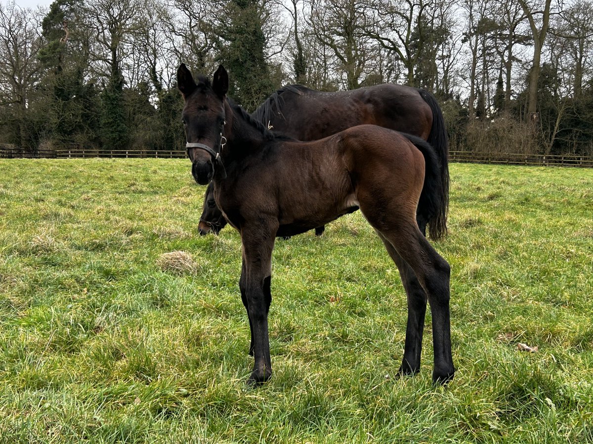 All new foals are exciting but this Dubawi filly out of Gr.1 winner God Given takes it to another level. Full sister to Kings Reign (made £1.5m) and half sister to multiple stakes winner and twice Gr.1 placed Silver Knott ⁦⁦@DarleyStallions⁩ #whattonwinners