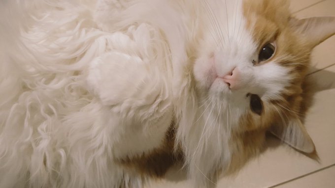 ぽっちゃんの一番いいところは、見た目よりも性格なんだよな 