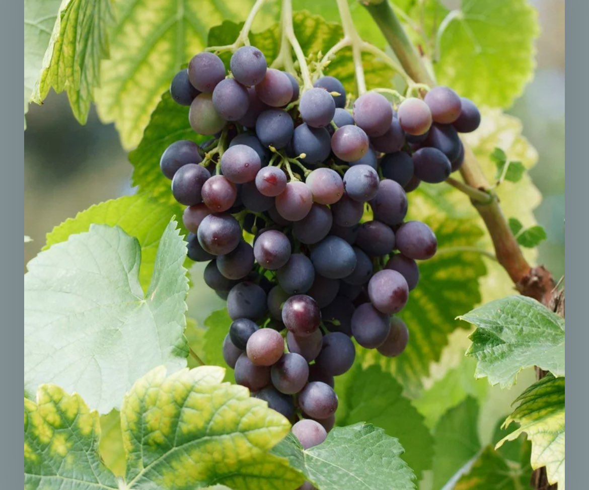 Leadership transforms vision into reality, guiding us &amp; teams to new heights. It’s about inspiring change to achieve the extraordinary (Matt 13:23), we cultivate growth. 🌱✨ #Vision #Adventure #NewYear #Joy #Transform #Grow <a href="/CincinnatiYMCA/">YMCA of Greater Cincinnati</a> @LivingOurCause @crdshurch