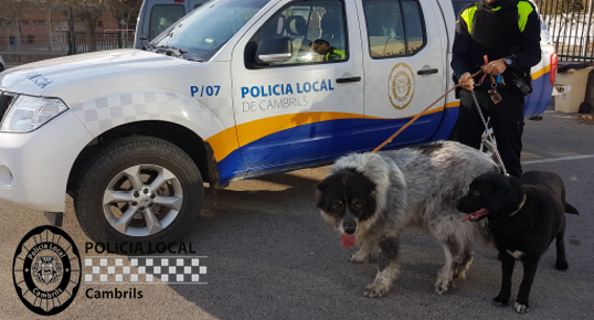 PoliciaCambrils's tweet photo. Durant el passat 2023 la @policiaCambrils va recollir un total de 232 gossos perduts/abandonats, dels quals:
120 van ser lliurats al seu propietari
112 no disposaven de Xip
#animalsperduts #animalsabandonats
#cambrils https://t.co/MwopR6x2Uj