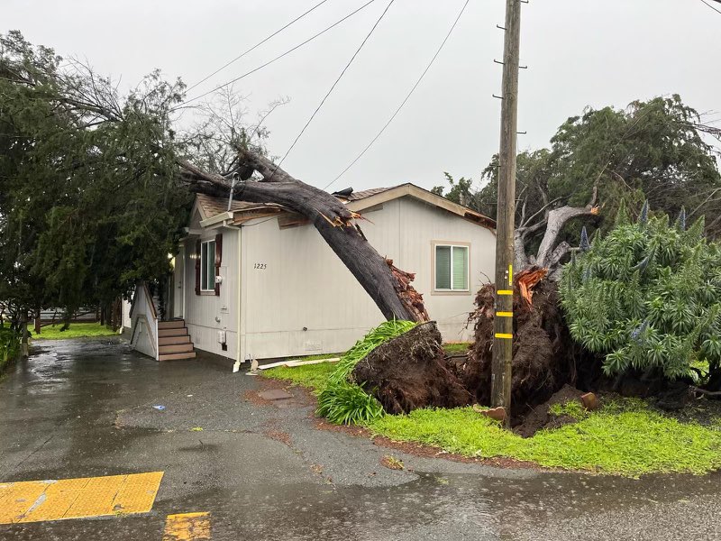 SoCoFireDist's tweet image. About 8:30 AM, this morning, Sunday, 2/4/24,  A tree toppled over impacting two homes in #bodegabay , no injuries. We continue to get reports of hazardous conditions due to the storm, stay safe everyone. #sonomacounty #cawx