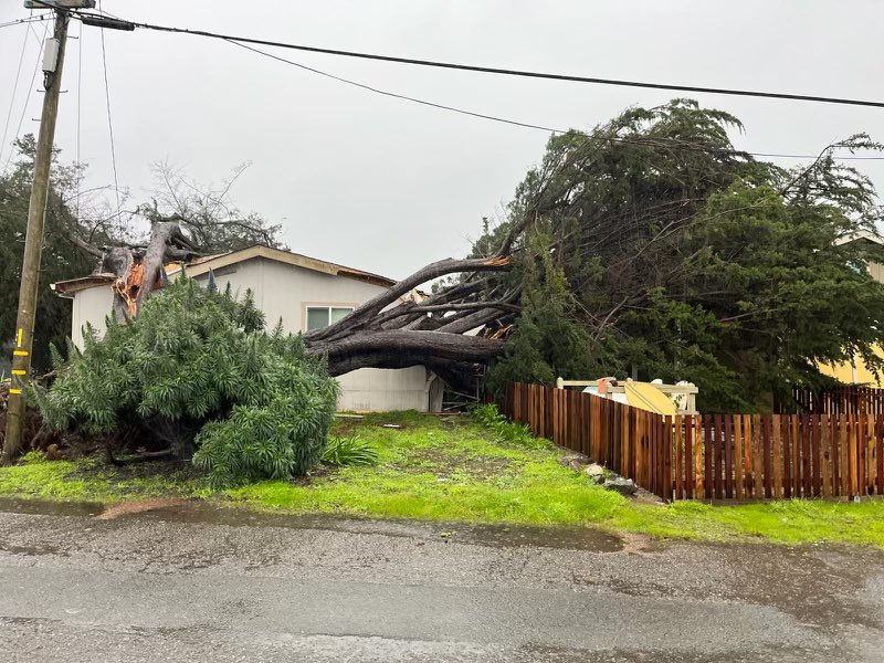 SoCoFireDist's tweet image. About 8:30 AM, this morning, Sunday, 2/4/24,  A tree toppled over impacting two homes in #bodegabay , no injuries. We continue to get reports of hazardous conditions due to the storm, stay safe everyone. #sonomacounty #cawx