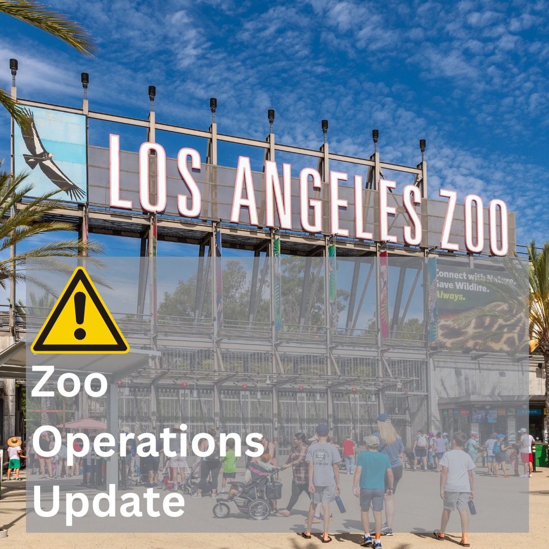 LAZoo's tweet photo. Due to the excessive rain forecasted with the coming storm, the L.A. Zoo will be closed to the public Monday, February 5. The care and wellbeing of the Zoo animals is always a top priority along with the safety of the staff and guests. Look for updates at https://t.co/jj97J9GJaK. https://t.co/vWy1xDFWE9