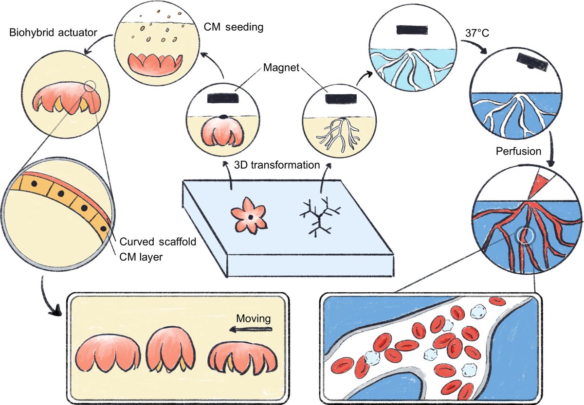 Science Advances tweet media