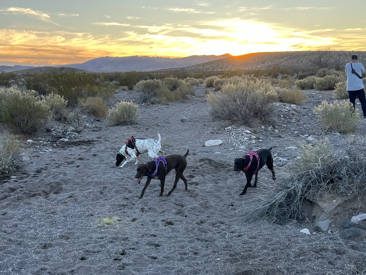 just_tscar's tweet photo. @TacticalDPD Welcome to the desert 🌵!  Have a nice visit! https://t.co/Lw0nXyBJzI