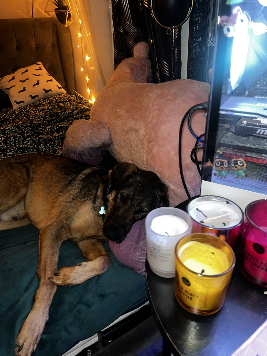 Jasper is the most supportive gaming fren 🐶💙